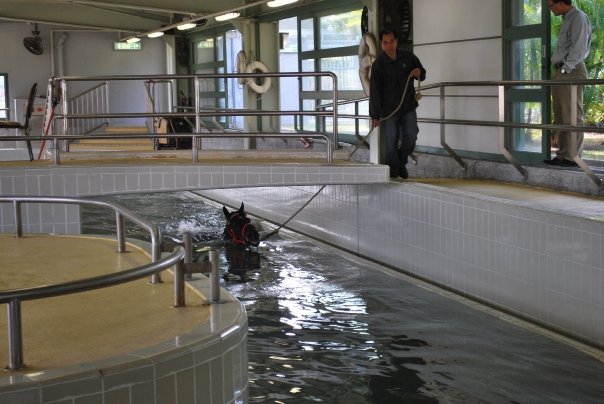 Equine Pool at Shatin Racecourse