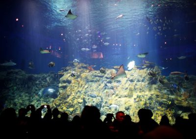 Ocean Park – Grand Aquarium