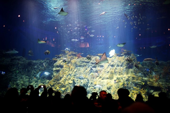 Ocean Park – Grand Aquarium